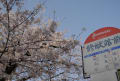 2012年　福岡城さくらまつり　舞鶴公園　桜