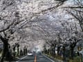 想い出写真館「富岡町のサクラ…さくら…桜…」