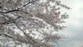 八鶴湖の桜　2013.3.24