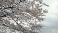 八鶴湖の桜　2013.3.24