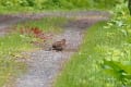 道東探鳥ツアー10日目、春国岱原生野鳥公園、落石林道