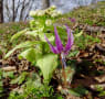 きじひき高原鉄山・カタクリの花