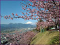 松田の桜まつり（緋桜）富士山