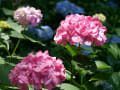 紫陽花寺・妙楽寺