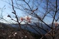 桜山と城峯公園の冬桜