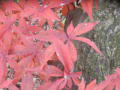 家の庭の紅葉。
