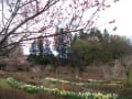 観楽楼　花まつり　【一関市藤沢町】