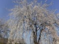 慈眼寺の枝垂桜2018年