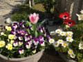 春の鉢花