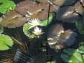 咲くやこの花館　　高山植物　蓮　睡蓮