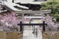 八坂神社、堀周りの桜_140331