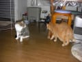 念願の2匹飼い元年(2012）は・・・折り合い悪しの1年