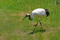 道東探鳥ツアー1日目釧路→弟子屈