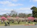 服部緑地公園の梅園