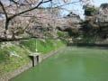 千鳥ヶ淵の桜