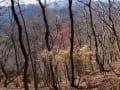 丹沢　経ヶ岳～仏果山～高取山のミニ縦走コース