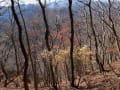 丹沢　経ヶ岳～仏果山～高取山のミニ縦走コース