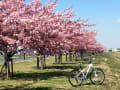 江戸川堤　河津桜　満開