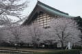 大本山總持寺の桜　２０１３