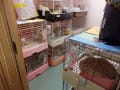 うさぎのペットホテル
