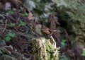 野鳥の世界(ミソサザイ)静止画