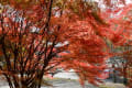 帝釈峡の紅葉