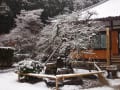 安泰寺枝垂れ梅の思い出