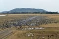 マナヅル、ナベヅル（鹿児島県出水市）