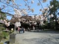 春の京都：三井寺