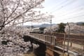 夙川の桜　2013