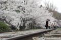 〔京都２０１２桜〕蹴上インクライン