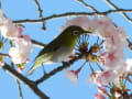 春の上野公園（桜と野鳥）