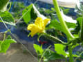 家庭菜園　胡瓜の初収穫