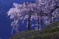 2012年4月25日　滋賀県甲賀市信楽町畑の枝垂れ桜（エドヒガン科）