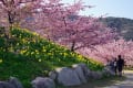 河津桜・上関 城山歴史公園　200221