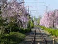 京都　桜だより　梅小路公園⑦