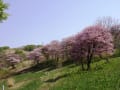 きじひき高原・鉄山の桜２０１５・５・２