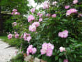 家庭菜園の薔薇が綺麗に咲いています。。。野菜の花も咲いて～