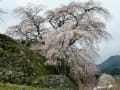 三年越しの又兵衛桜