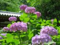 関西花の寺12番『久安寺』の紫陽花