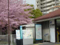 ＪＲ百舌鳥駅周辺の桜（２０１３年３月２３日）