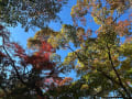 秋の風景２０２４　～埼玉県長瀞の紅葉～