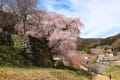 奈良、桜、大野寺～又兵衛桜