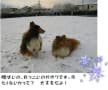 [28]こたじろう雪（2003_12_27）0014（ブログ）.jpg