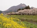 ２０１４年　４月　 愛する大地　由布院より愛をこめて