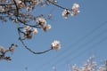 春のお花見ツアー　長瀞（桜並木・岩畳・宝登山）写真　Ｎｏ2