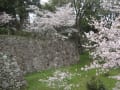 田丸城跡の桜