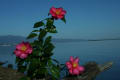 琵琶湖と山茶花