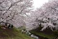 2017年川崎市多摩区近辺の桜