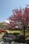 松山総合公園の桜